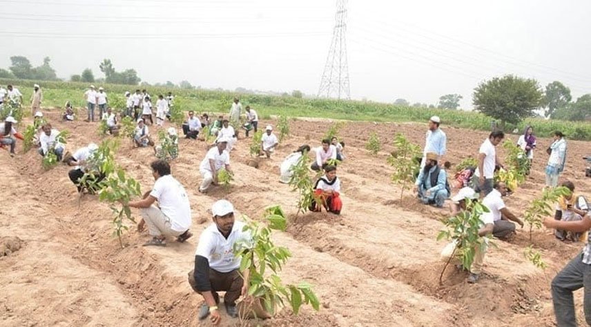 plantation