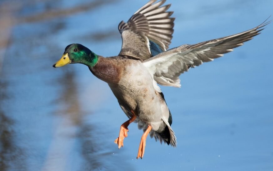 KP announces new regulations on Duck and Waterfowl hunting