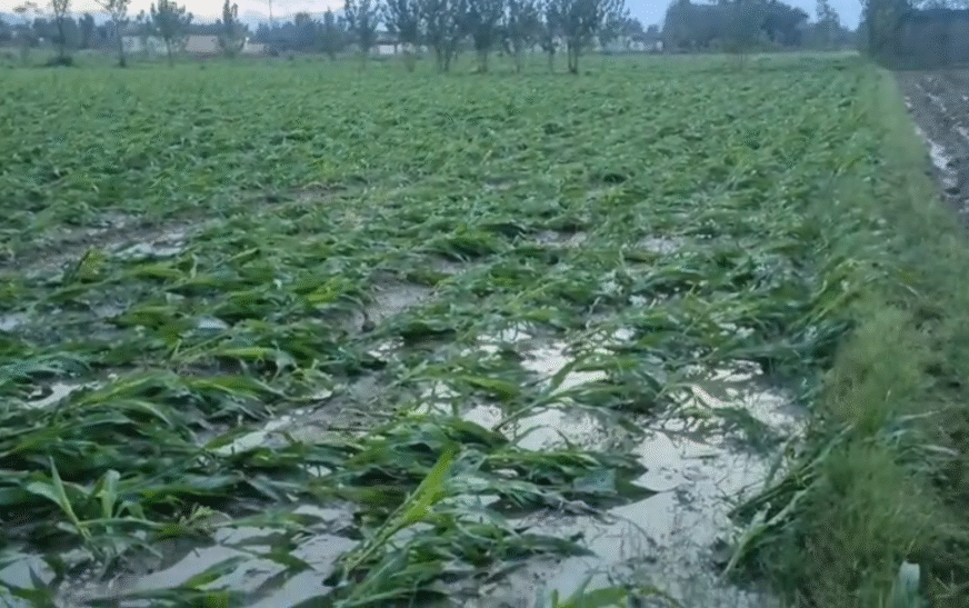 Heavy rain and windstorms destroy standing crops in Sawabi