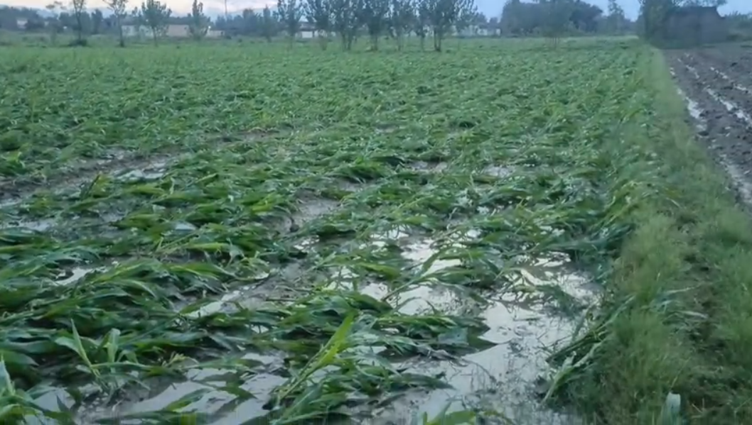 Heavy rain and windstorms destroy standing crops in Sawabi
