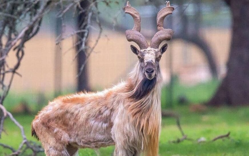 KP becomes first province to launch rewilding initiative