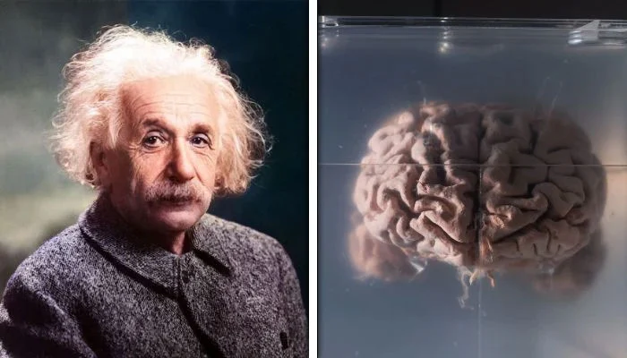 Who stole Einstein’s brain and why?