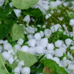 Torrential rain and hailstorm damage crops in Mohmand district
