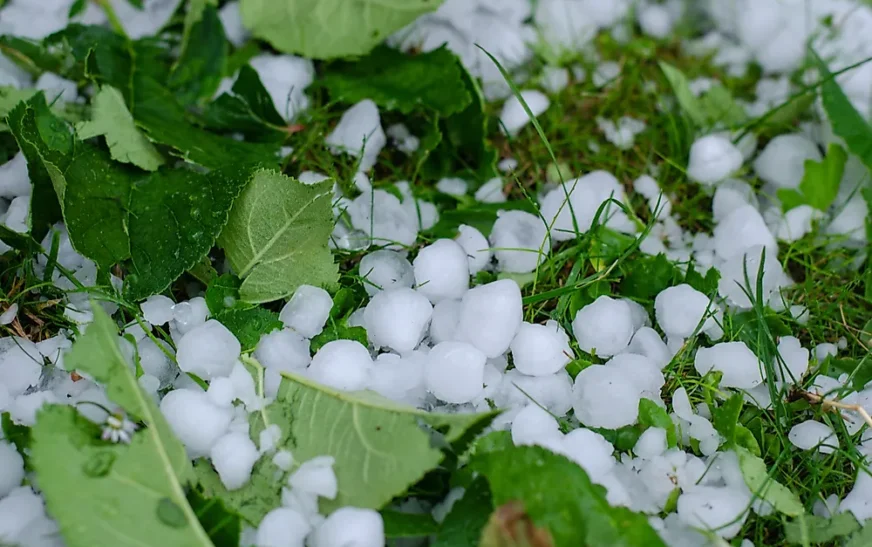 Torrential rain and hailstorm damage crops in Mohmand district