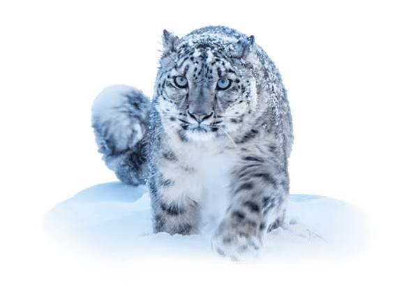 international snow leopard day