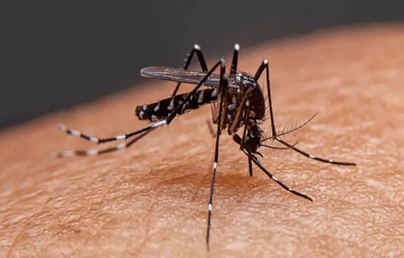 Peshawar reports 16 cases of chikungunya virus