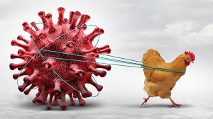 H5N1 could trigger a pandemic worse than COVID-19, experts warn