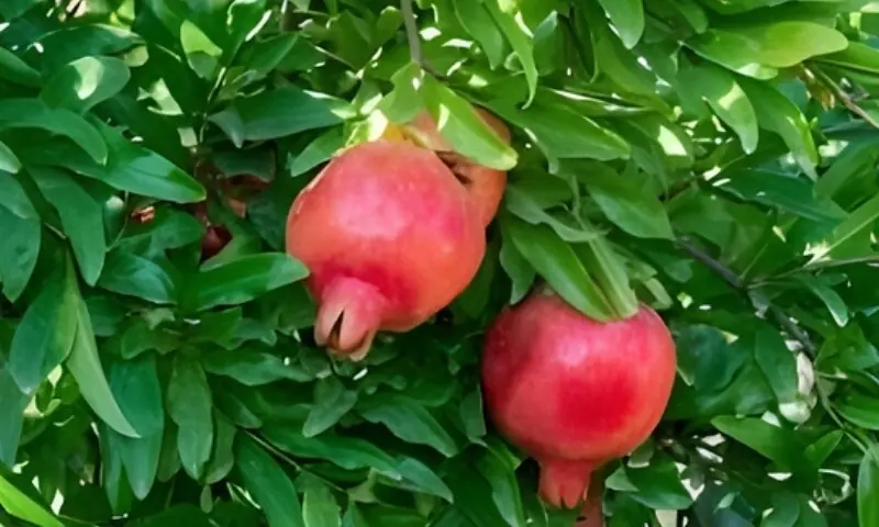pomegranate