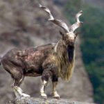 PHC and Markhor conservation committee