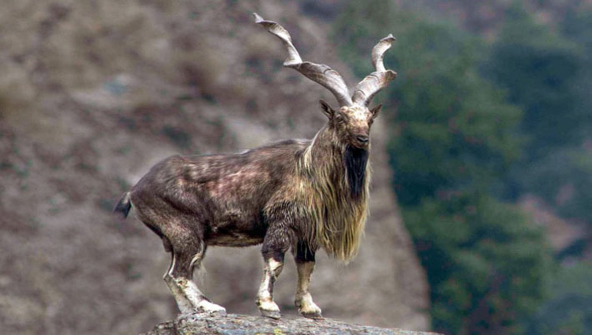 PHC quashes Anti-corruption action against Chitral’s Village conservation committees