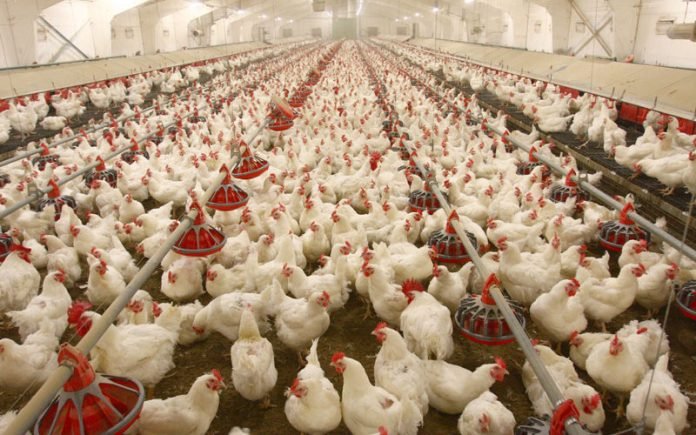 Chicken price touches Rs425 per kg in Peshawar markets