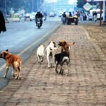 stray dog