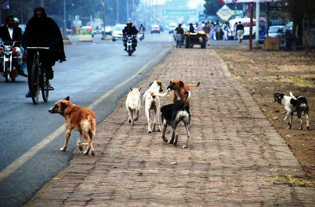 stray dogs