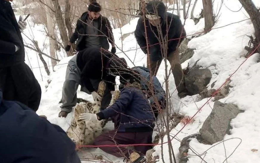 KP Wildlife Department under scrutiny after endangered snow leopard found dead