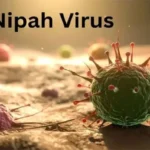 Nipah virus threat