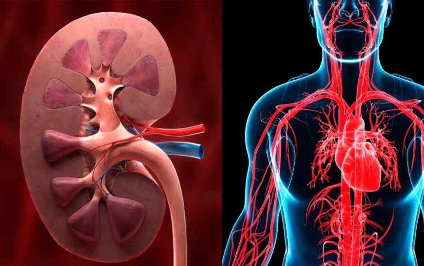Research reveals why kidney disease patients face deadly heart risks