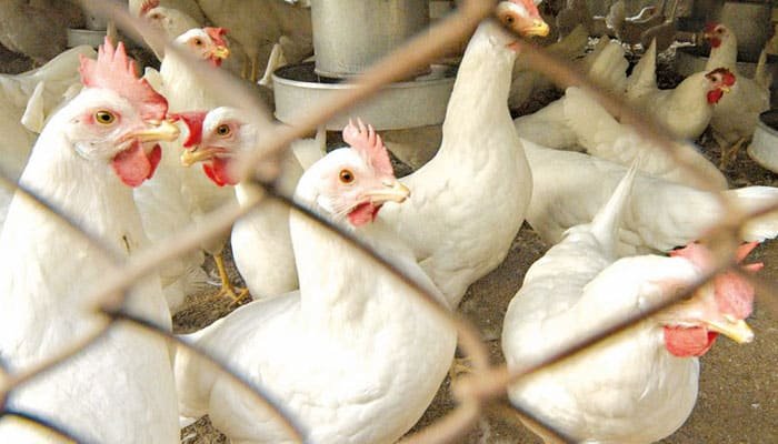 Broiler chicken prices