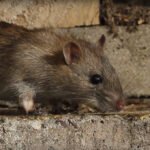 In an unusual move, Peshawar residents filed a petition in Peshawar High Court (PHC) over the increasing number of rats in the city.