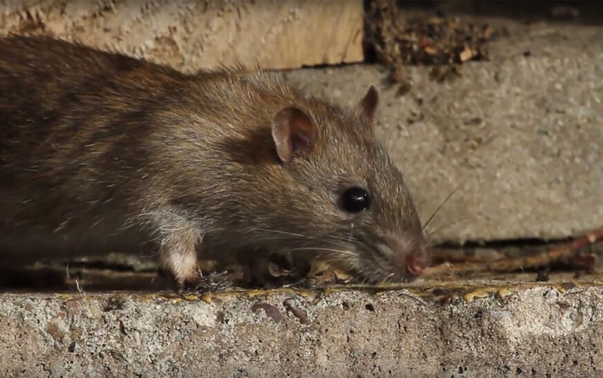In an unusual move, Peshawar residents filed a petition in Peshawar High Court (PHC) over the increasing number of rats in the city.