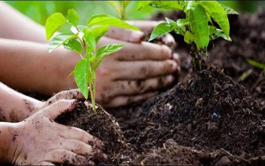 KP aims to set historic record with one million tree plantation on Pakistan Day