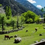 Plastic bags banned across Kalash Valley