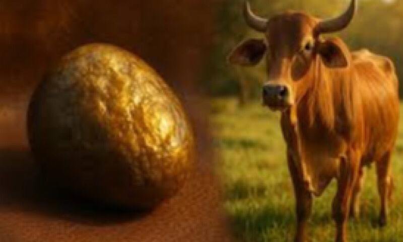 Cow product, which treat dangerous disease and is more expensive than gold