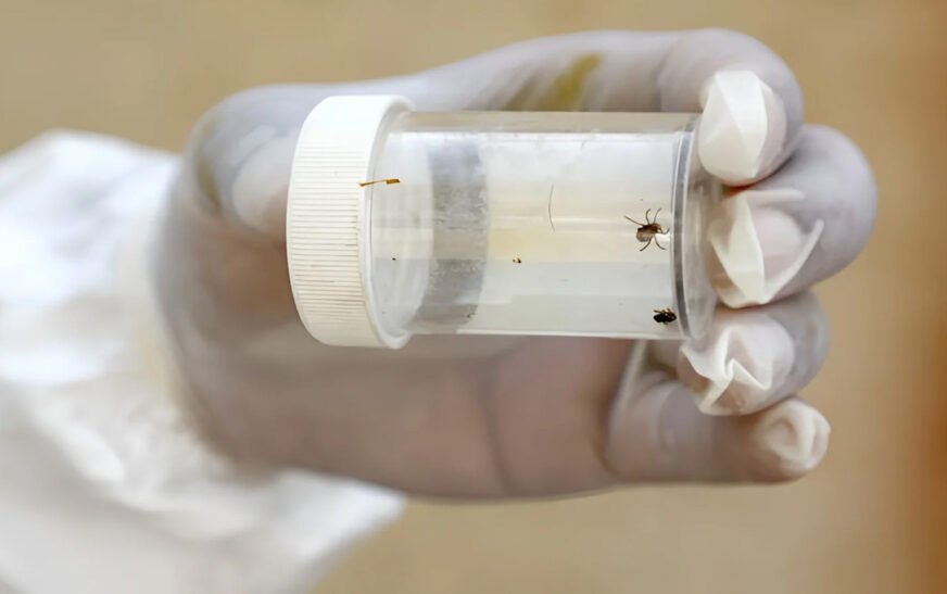 Health Department of Khyber Pakhtunkhwa (KP) has issued an alert in hospitals across the province to prevent the spread of Congo Virus (CCHF) ahead of Eid-ul-Adha.