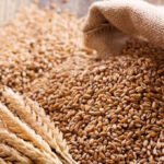 The Khyber Pakhtunkhwa (KP) government has unveiled its Hybrid Wheat Procurement Policy for 2026, marking a significant shift by involving the private sector in wheat purchasing for the first time.