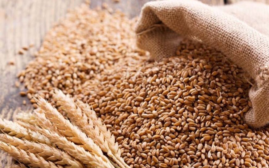 The Khyber Pakhtunkhwa (KP) government has unveiled its Hybrid Wheat Procurement Policy for 2026, marking a significant shift by involving the private sector in wheat purchasing for the first time.