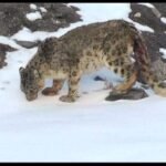 The Khyber Pakhtunkhwa (KP) government has rolled out a livestock insurance program in Galiyat to reduce human-wildlife conflicts.