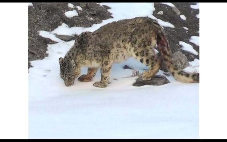 KP launches livestock insurance scheme to address human-wildlife conflict