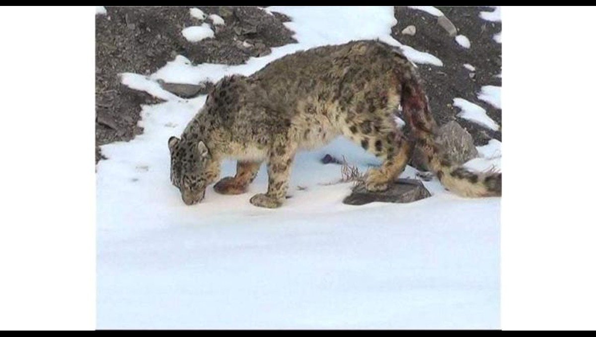 KP launches livestock insurance scheme to address human-wildlife conflict