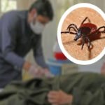 Congo virus