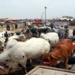 As Eid al-Adha is just around the corner, the requirement for sacrificial animals has risen substantially, resulting in a steep increase in their prices in Pakistan.