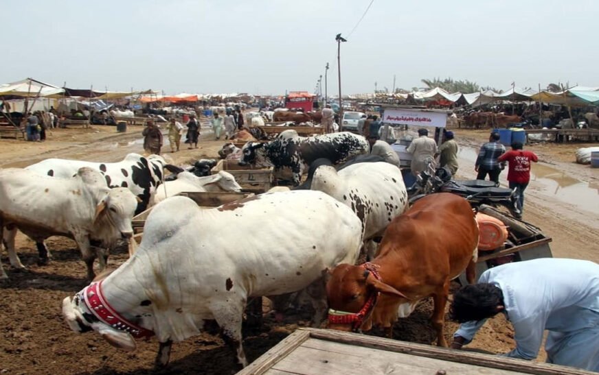 As Eid al-Adha is just around the corner, the requirement for sacrificial animals has risen substantially, resulting in a steep increase in their prices in Pakistan.