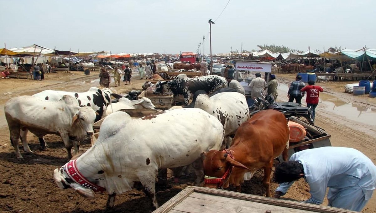 Qurbani animal prices soar ahead of Eid al-Adha 2026
