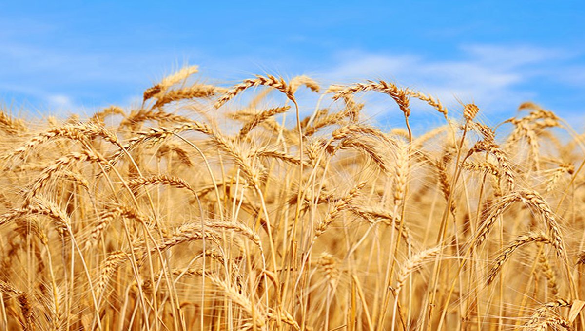 KP govt to purchase of 225,000 tons of wheat from farmers