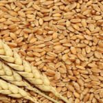 PESHAWAR: The Anti-Corruption Court has handed down a verdict in the high-profile government wheat scandal case, sentencing three accused individuals to seven years in prison and imposing fines totalling PKR 3 million. The judgment was delivered by Judge Asif Rasheed