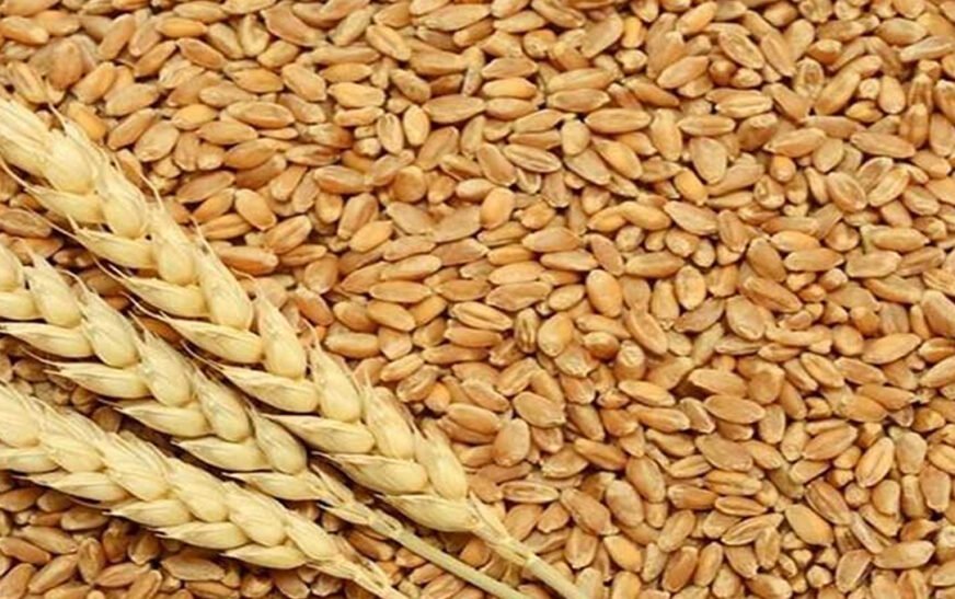 PESHAWAR: The Anti-Corruption Court has handed down a verdict in the high-profile government wheat scandal case, sentencing three accused individuals to seven years in prison and imposing fines totalling PKR 3 million. The judgment was delivered by Judge Asif Rasheed