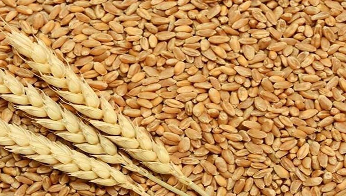 Three sentenced to seven years in prison in wheat scandal case