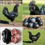 hen