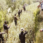 poppy cultivation