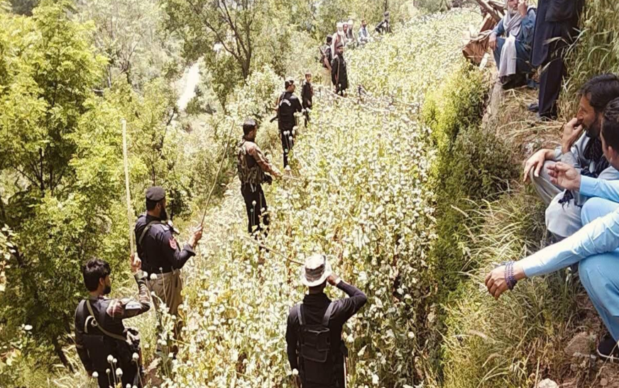poppy cultivation