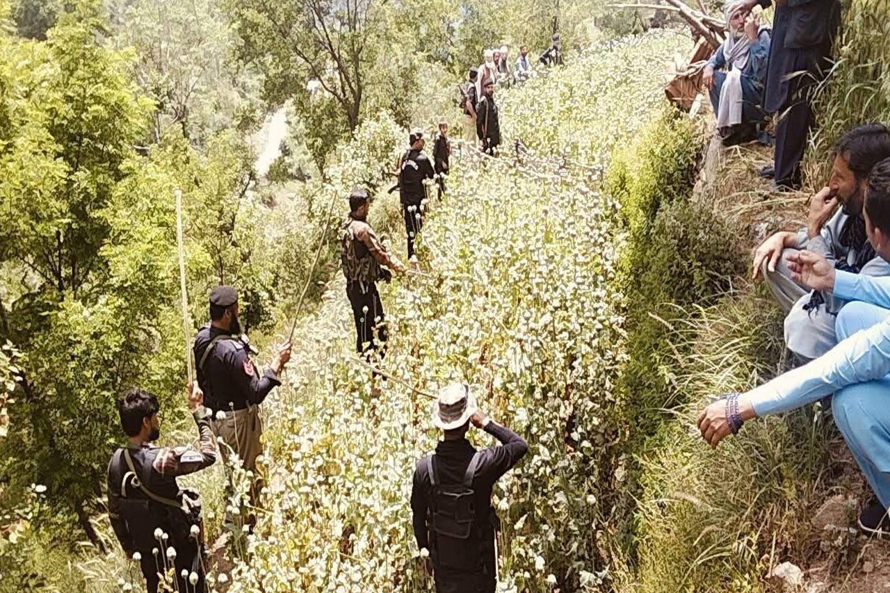 Dir upper police launch crackdown on illegal poppy cultivation