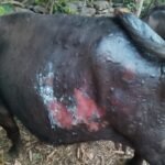 BUFFALOW BURN