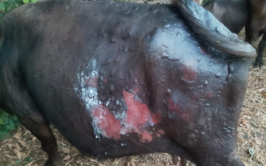 BUFFALOW BURN