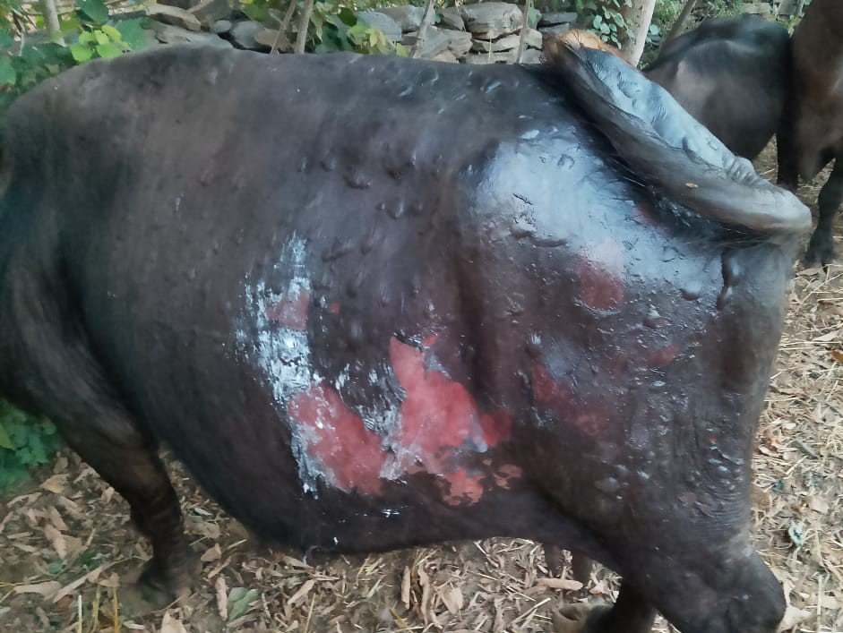 Several buffaloes burned as fire erupted in Animal shed in Buner