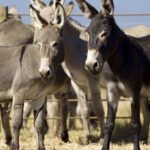 Pakistan's donkey population has continued its upward trend for the third consecutive year, reaching 6.2 million during the fiscal year 2025-26, according to data released in the National Economic Survey.