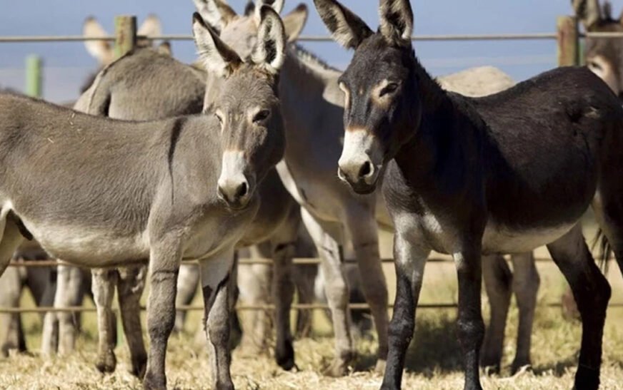Pakistan's donkey population has continued its upward trend for the third consecutive year, reaching 6.2 million during the fiscal year 2025-26, according to data released in the National Economic Survey.