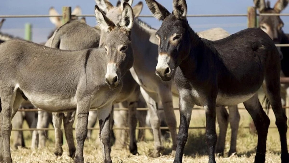 Pakistan’s Donkey Population Rises to 6.2 Million, Economic Survey Shows
